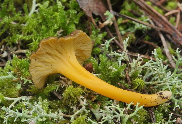 Cantharellus lutescens
